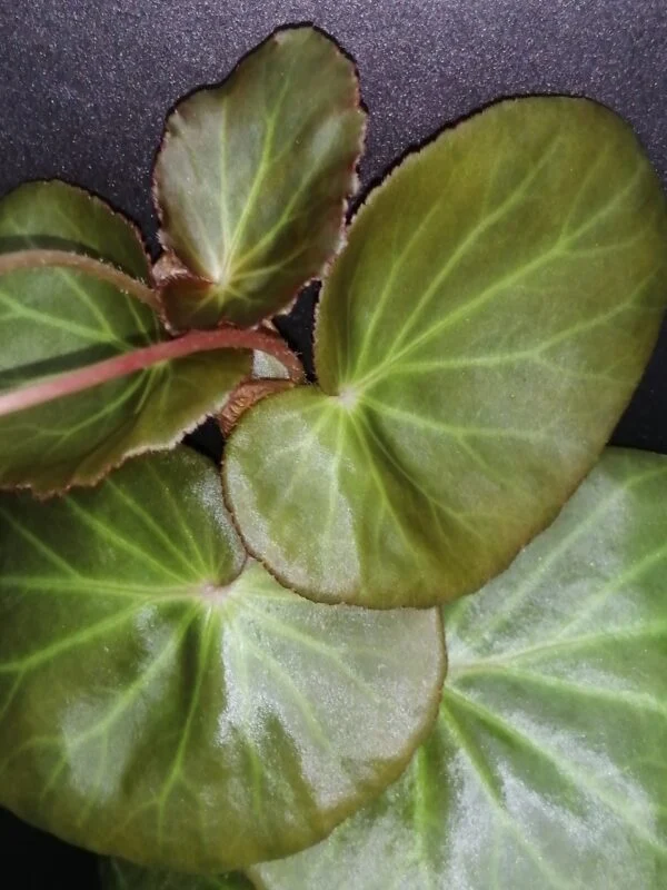 Begonia 'Stormbird', foto 4