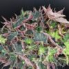 Begonia Aladdin, pianta da interno
