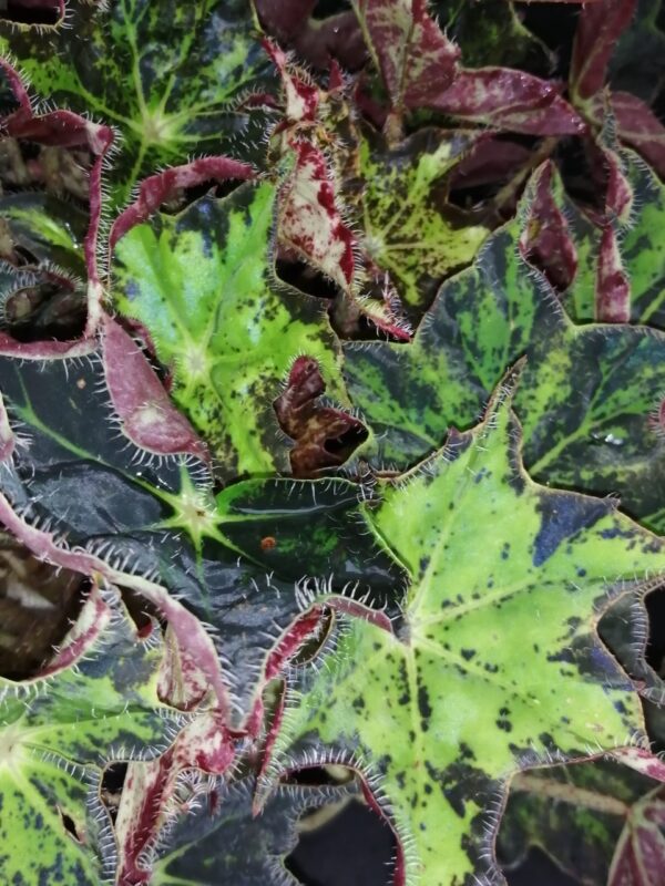 Begonia Aladdin, foto 2