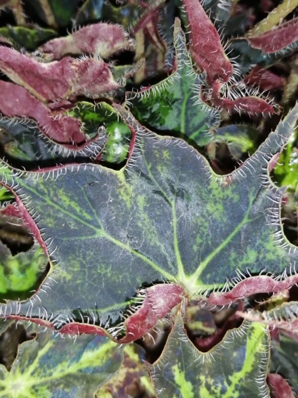 Begonia Aladdin, foto 3