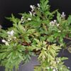 Begonia pollioensis, pianta da interno