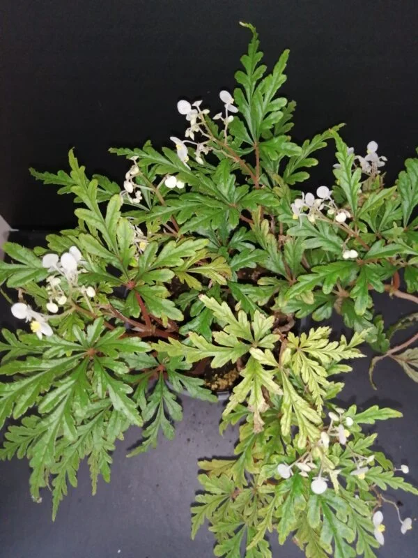 Begonia pollioensis, pianta da interno
