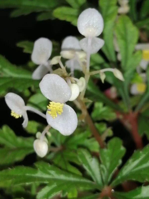 Begonia pollioensis, foto 5