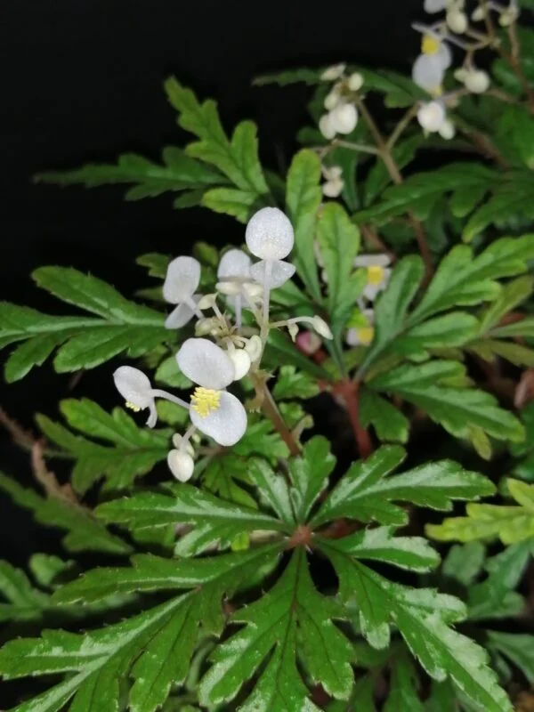 Begonia pollioensis, foto 6
