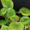 Begonia wui-senioris, pianta da interno
