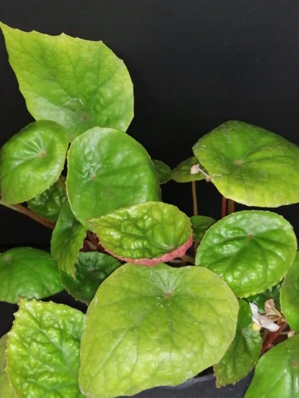 Begonia wui-senioris, pianta da interno