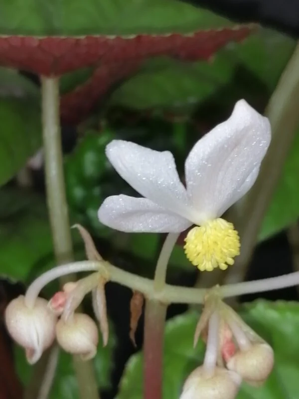 Begonia wui-senioris, foto 2