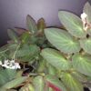Begonia Withlacoochee, pianta da interno