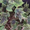 Begonia Burgundy Velvet, pianta da interno