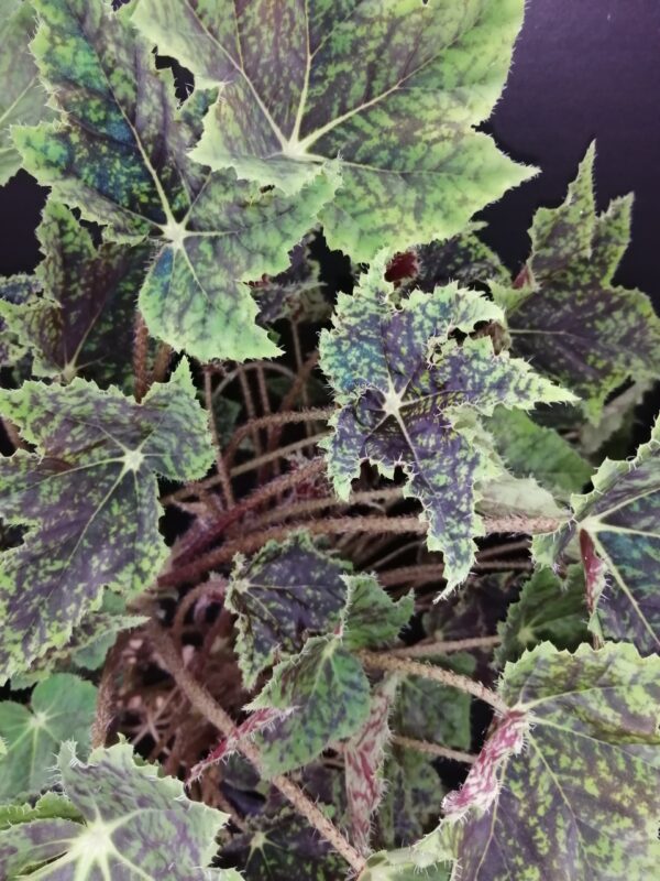 Begonia Burgundy Velvet, pianta da interno