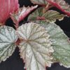 Begonia Aya, pianta da interno