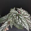 Begonia Guy Savard, pianta da interno