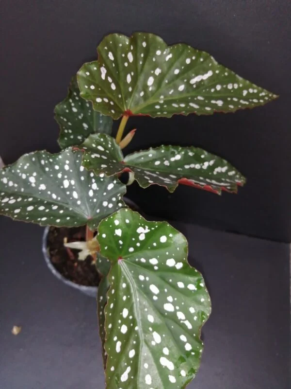 Begonia Dotsy, pianta da interno