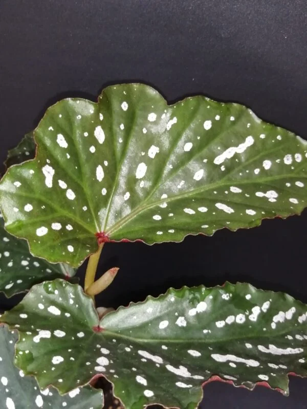 Begonia Dotsy, foto 2
