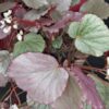 Begonia Martin's Mystery, U192, pianta da interno