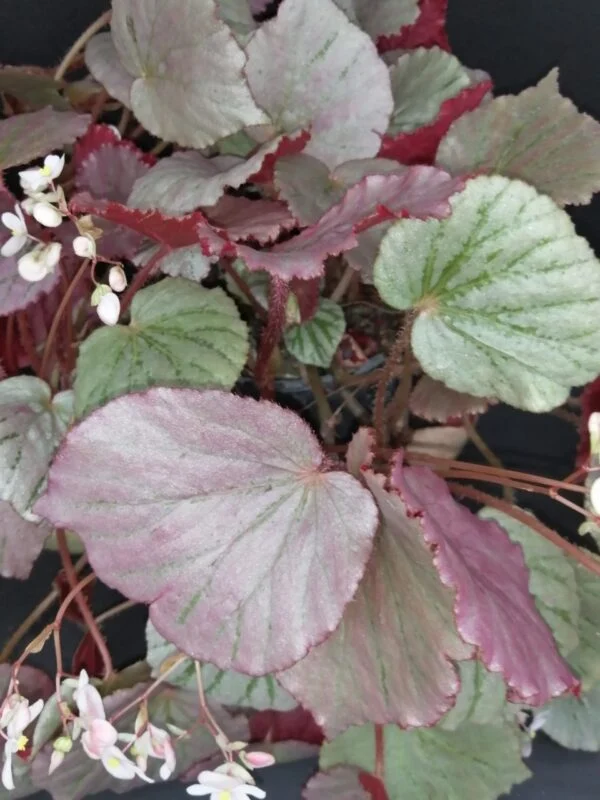 Begonia Martin's Mystery, U192, pianta da interno