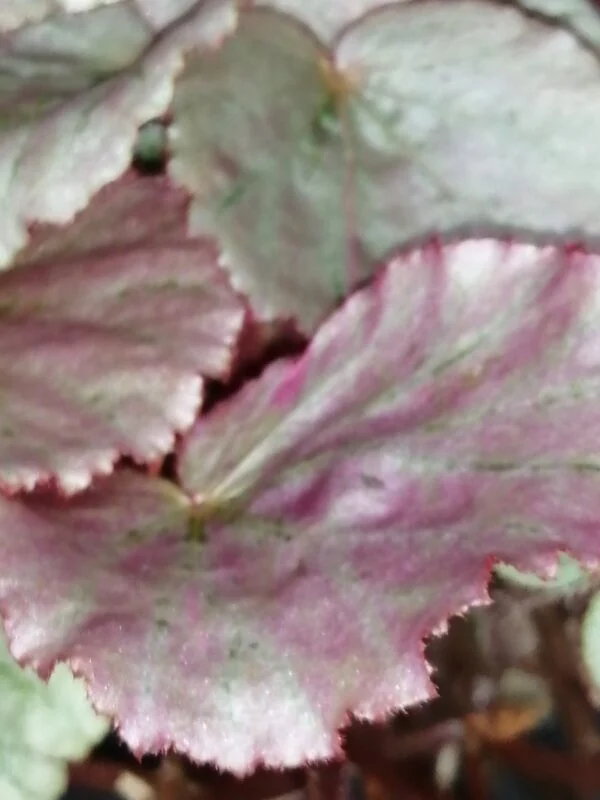 Begonia Martin's Mystery, U192, foto 2