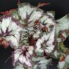 Begonia China Curly, pianta da interno