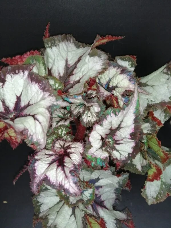 Begonia China Curly, pianta da interno
