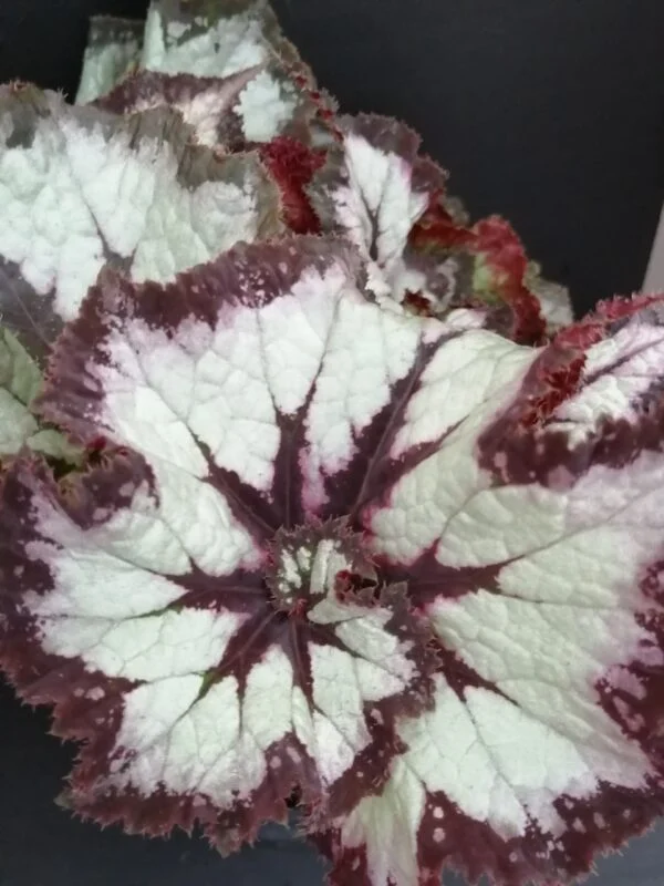 Begonia China Curly, foto 4