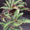 Begonia Lion Dance, pianta da interno