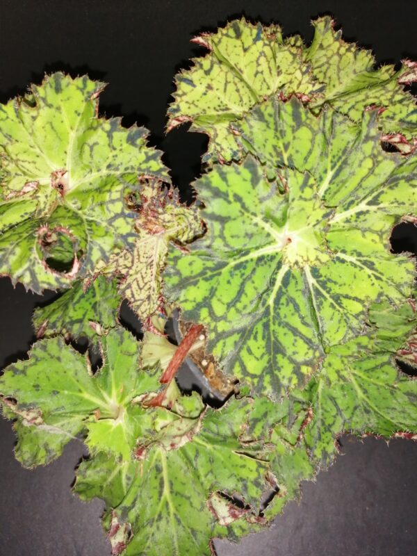 Begonia Mira Astralis, pianta da interno