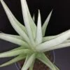 Sansevieria Chanin Crown, pianta da interno