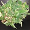 Begonia Vortix, pianta da interno