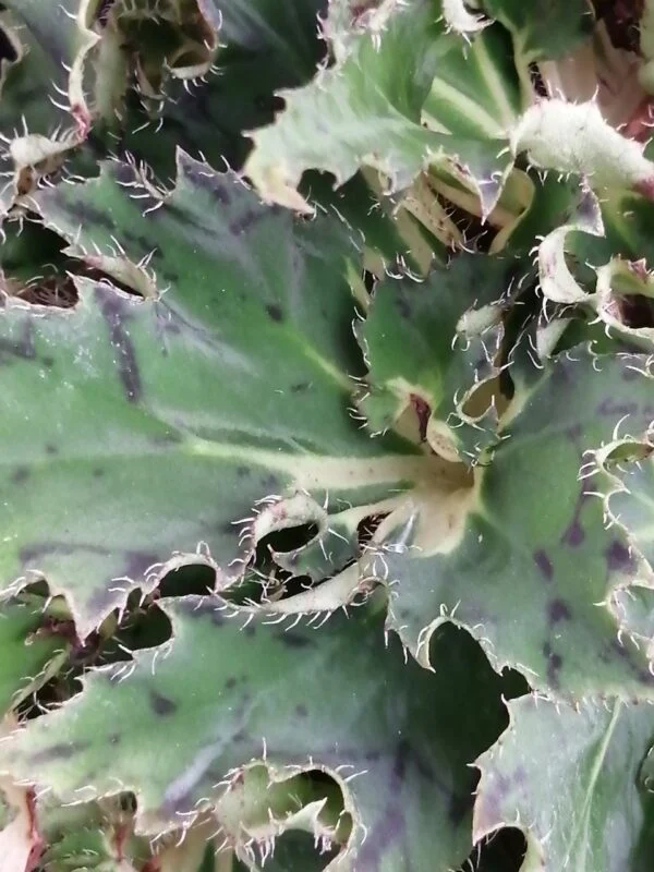 Begonia Vortix, foto 2