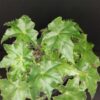 Begonia Almach, pianta da interno