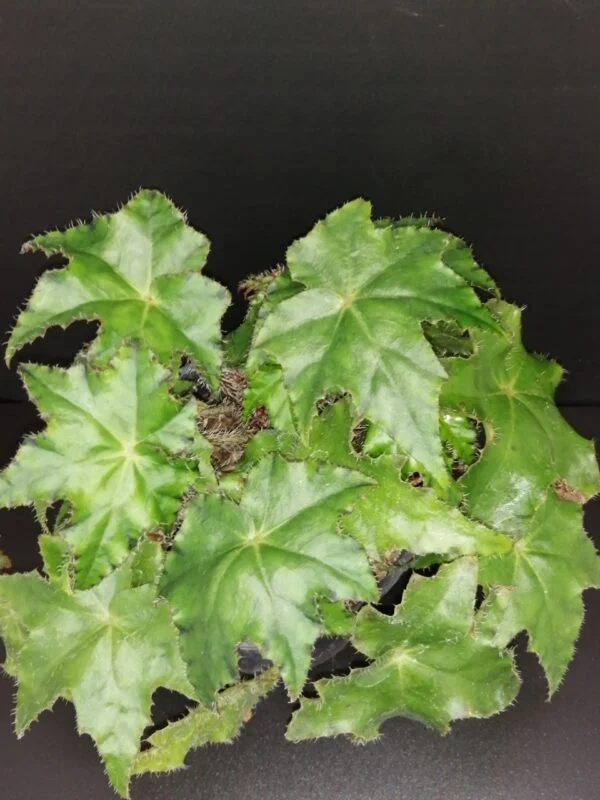Begonia Almach, pianta da interno