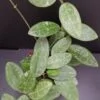 Hoya elliptica, pianta da interno