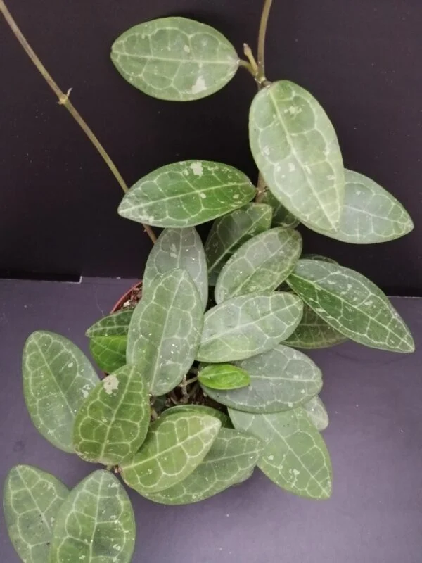 Hoya elliptica, pianta da interno