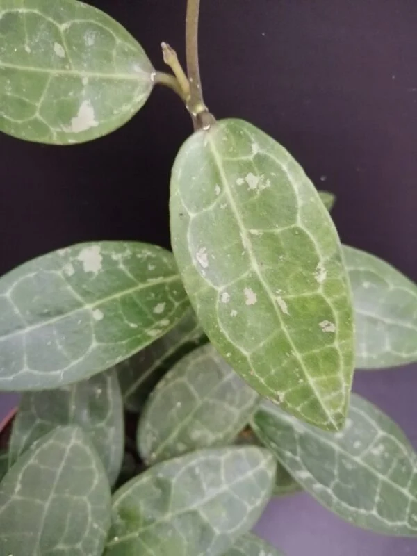 Hoya elliptica, foto 2