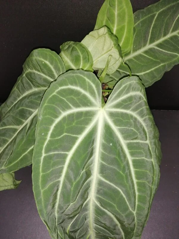 Anthurium villenaorum, foto 2
