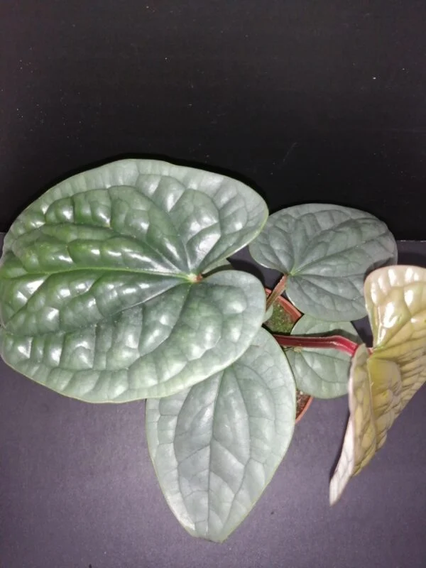 Anthurium luxurians, pianta da interno