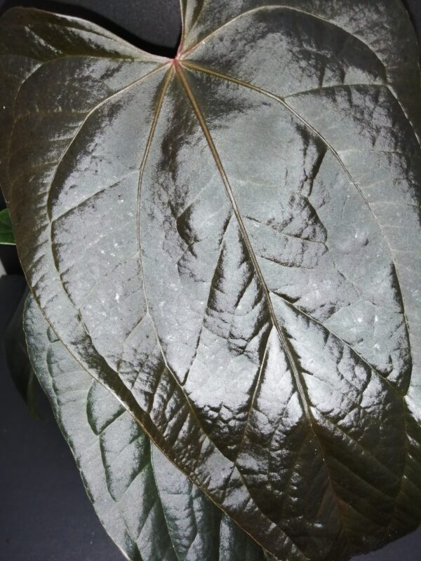 Anthurium Queen of Hearts, foto 2