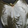 Anthurium Queen of Hearts, pianta da interno