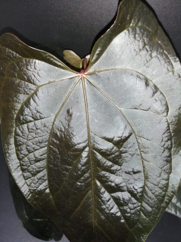 Anthurium Queen of Hearts, pianta da interno