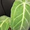 Anthurium warocqueanum, pianta da interno