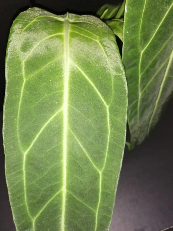 Anthurium warocqueanum, foto 2