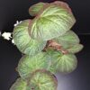 Begonia Manaus, pianta da interno