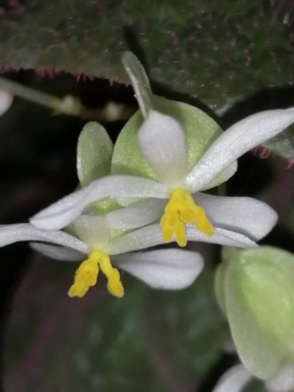 Begonia Manaus, foto 3