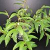 Begonia polygonoides, pianta da interno