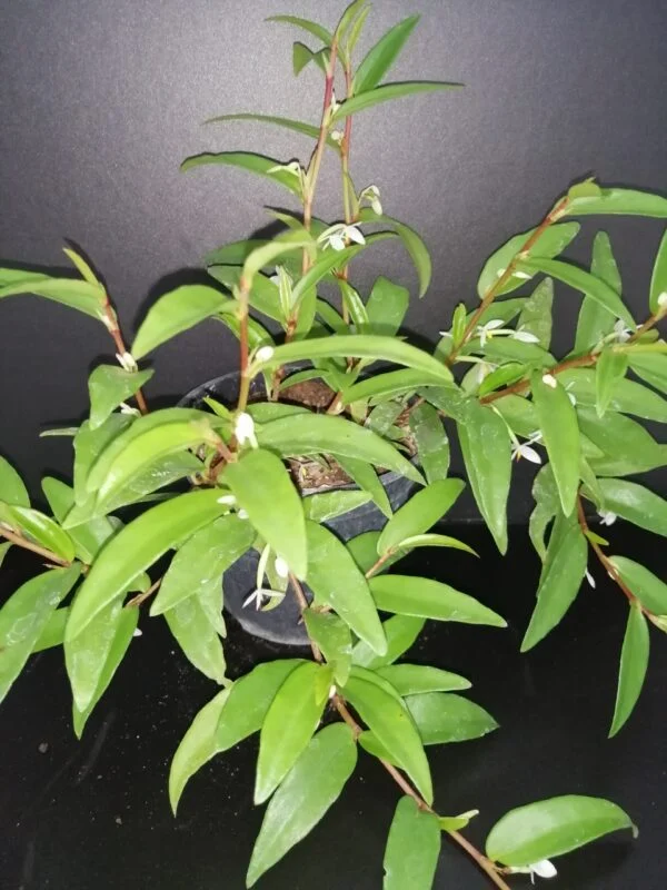 Begonia polygonoides, pianta da interno
