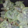 Begonia barsalouxiae, pianta da interno