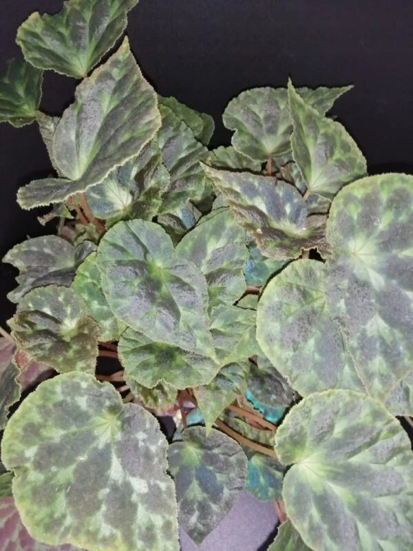 Begonia barsalouxiae, pianta da interno