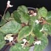 Begonia nigritarum, Begonia 074, pianta da interno