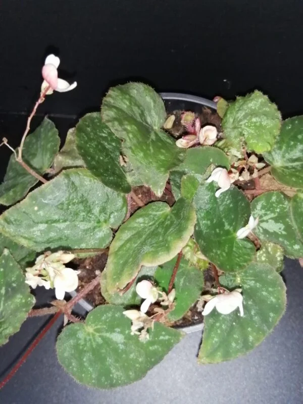 Begonia nigritarum, Begonia 074, pianta da interno