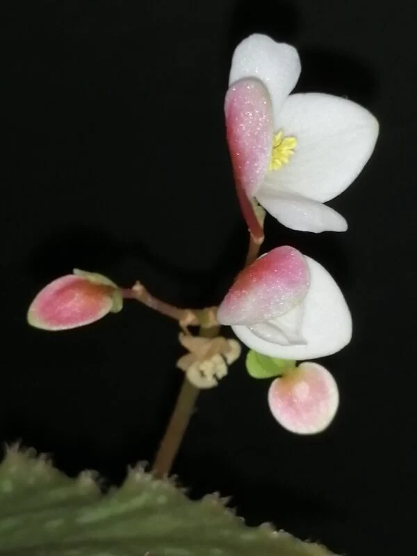 Begonia U681, foto 4